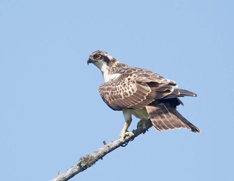 Osprey - Pandion haliaetus - Cairngorms
