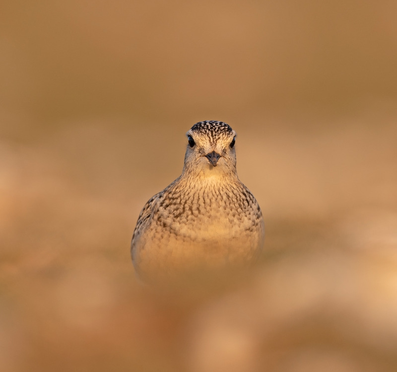 Dotterel | Wildlife Photography