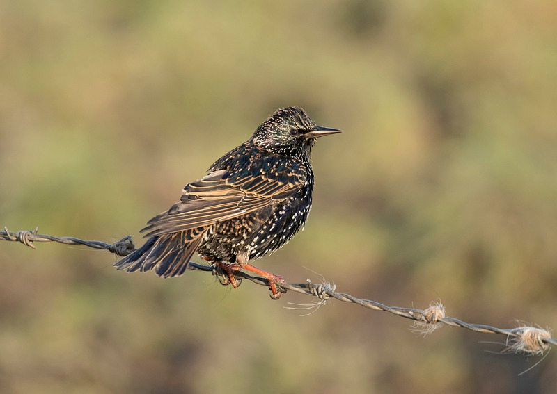 Starling - Sturnus vulgaris - Meadows, Fields and Open spaces