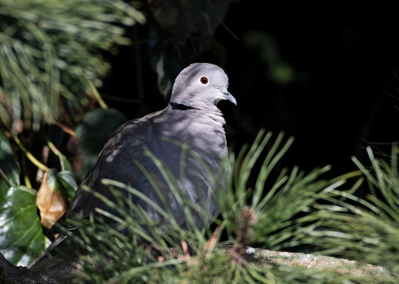 Collared Dove