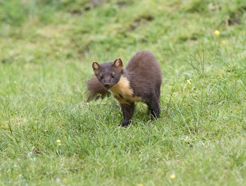 Pine Marten