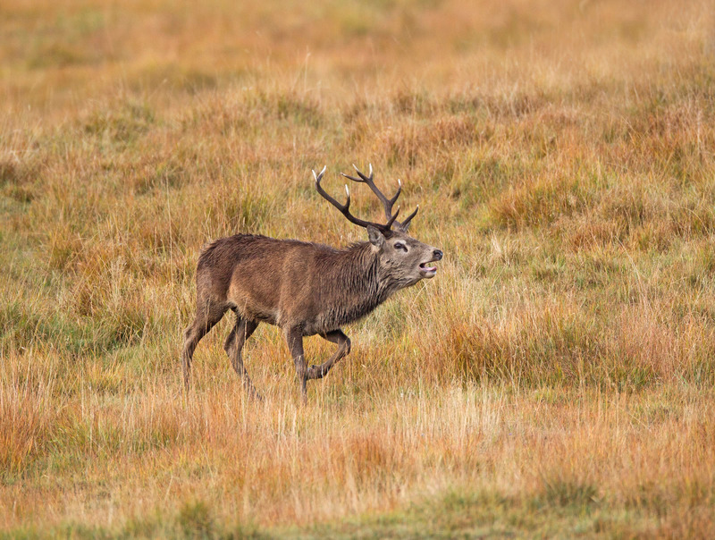 Red Deer