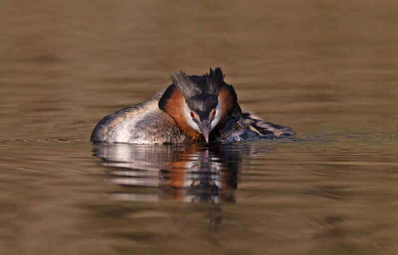 Great Crested Grebe - Podiceps cristatu - Lakes, Streams and Ponds