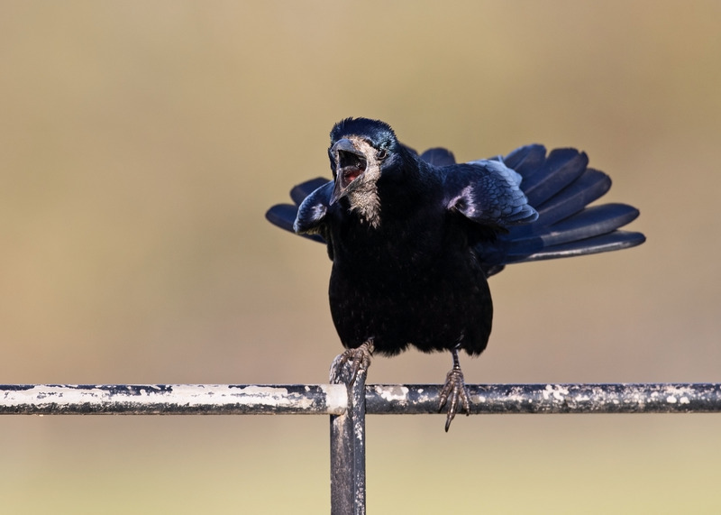 Rook Calling | Wildlife Photography
