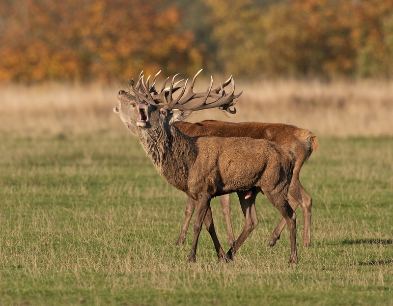 Red Deer - Cervus elaphus - Mammals