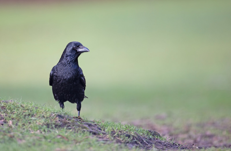 Carrion Crow | Photography