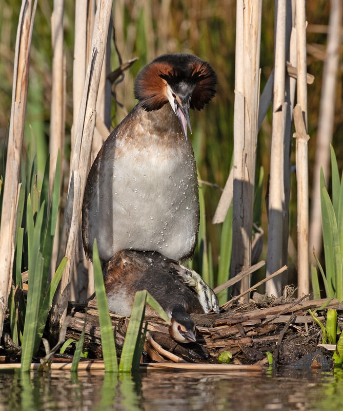 Great Crested Grebe - Podiceps cristatu - Lakes, Streams and Ponds