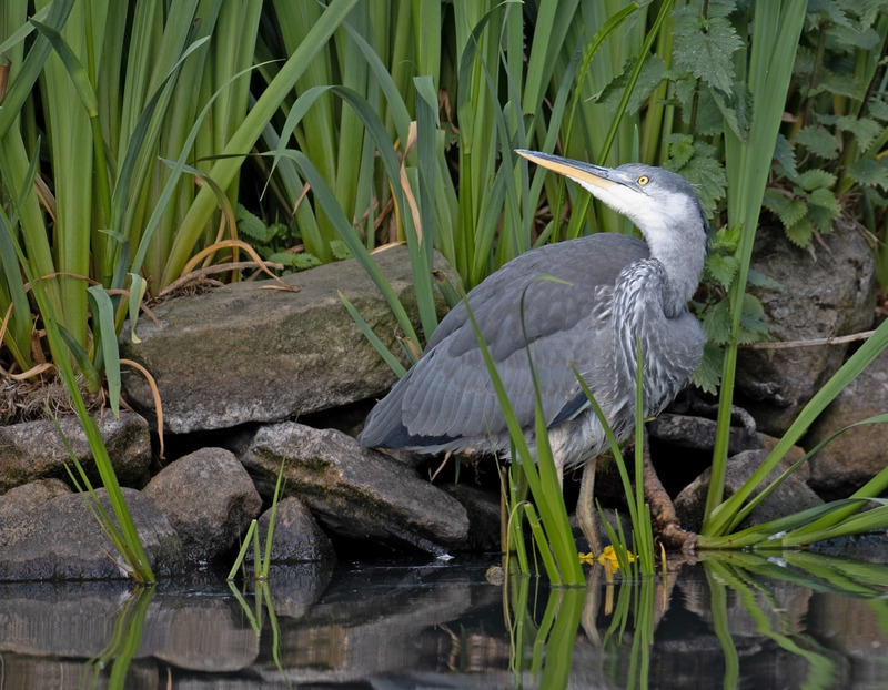 Grey Heron | Appleton Wildlife