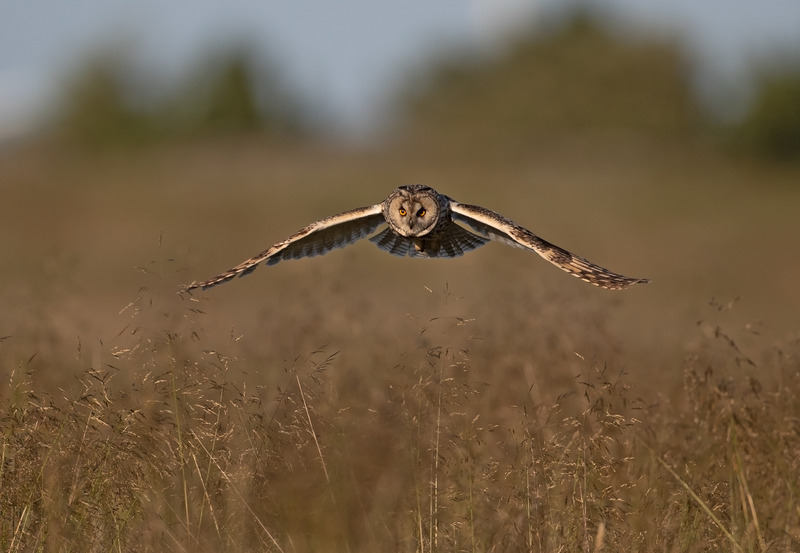 Long-eared Owl - Asio otus - Birds of prey
