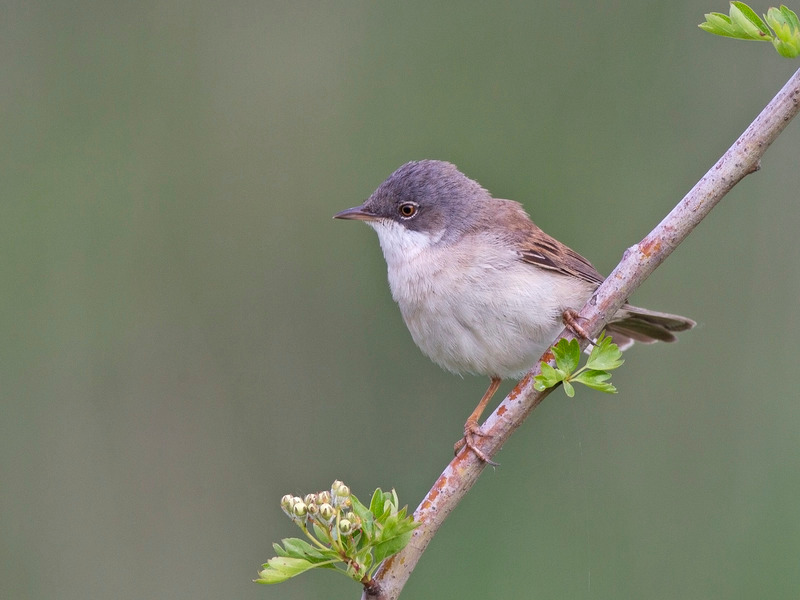 Whitethroat - Sylvia communis - Hedgerows and Woodland
