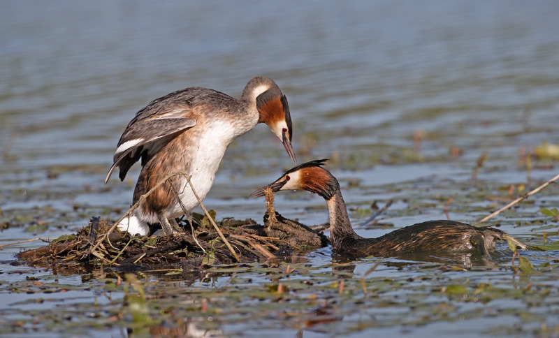 Great Crested Grebes