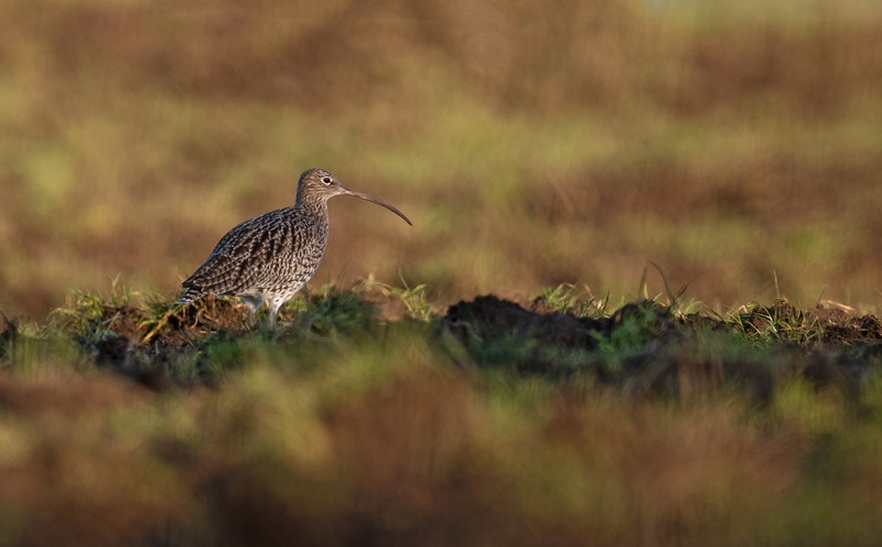 Curlew - Numenius arquata - Meadows, Fields and Open spaces