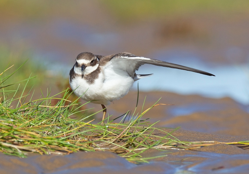 Ringed Plover - Charadrius hiaticula - The Coast