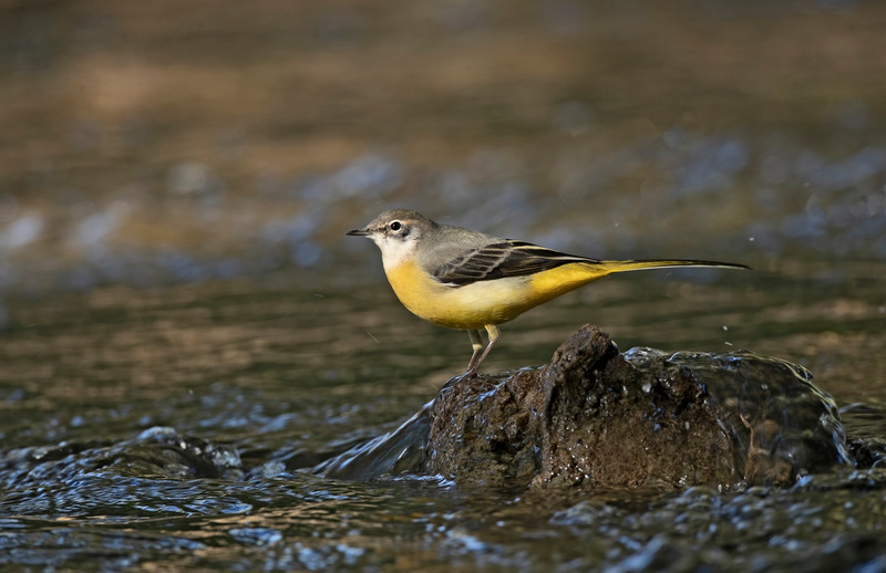 Grey Wagtail | River Alyn