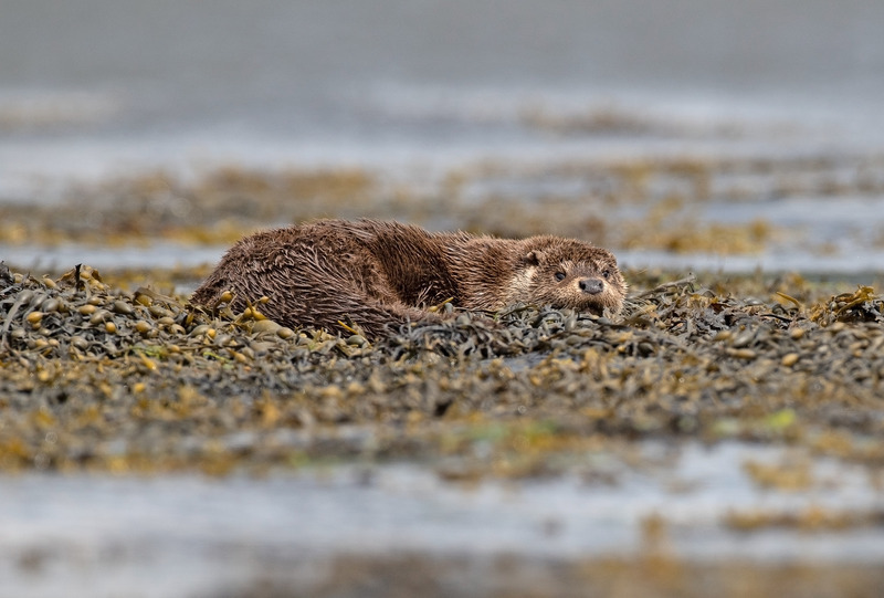 Otter | Ardnamurchan Wildlife