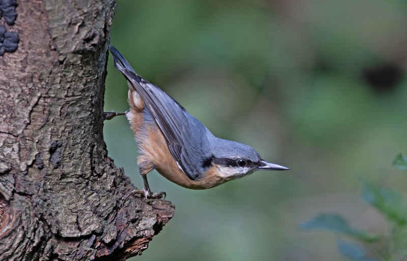 Nuthatch - Sitta europaea - Hedgerows and Woodland