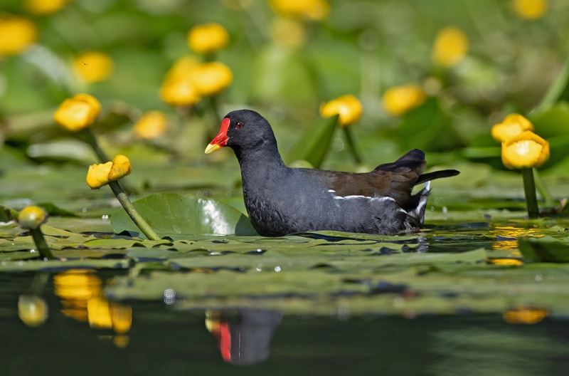 Moorhen in amongst the lily pads.