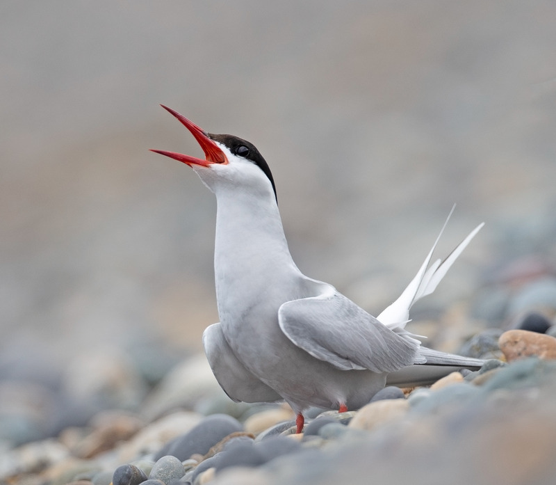 Arctic Tern - Sterna paradisaea - The Coast