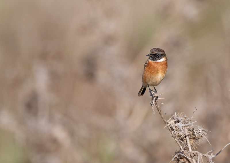 Stonechat - Saxicola rubicola - Meadows, Fields and Open spaces