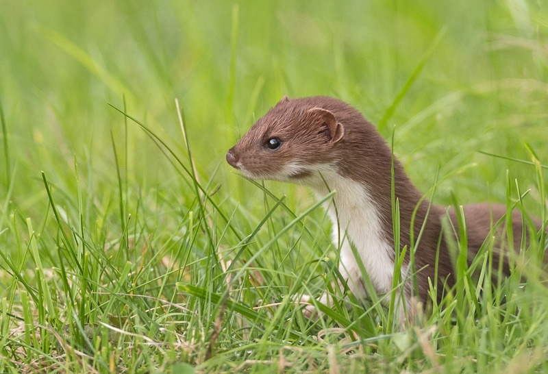 Stoat