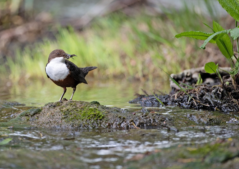 Dipper - Cinclus cinclus - Lakes, Streams and Ponds