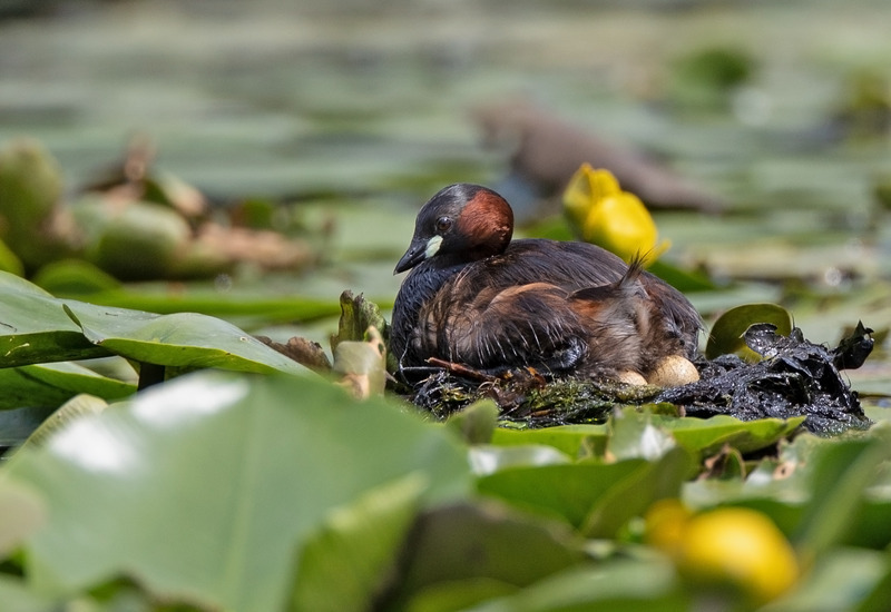 Little Grebe nesting