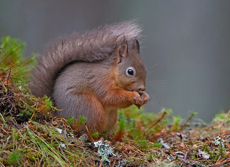 Red Squirrel - Sciurus vulgaris - Cairngorms