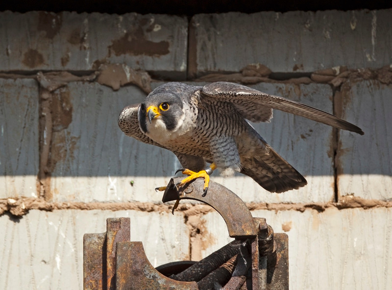 Peregrine Falcon