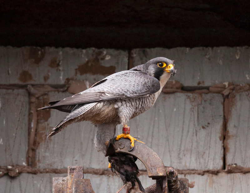 Peregrine Falcon - Falco peregrinus - Birds of prey