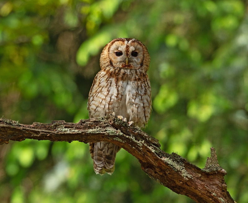 Tawny Owl Wildlife Photography