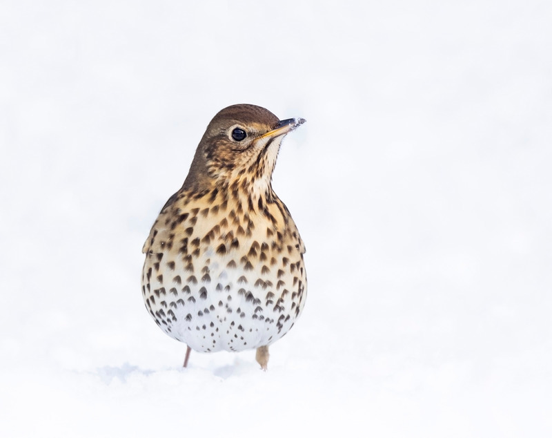 Song Thrush | Wildlife Photography