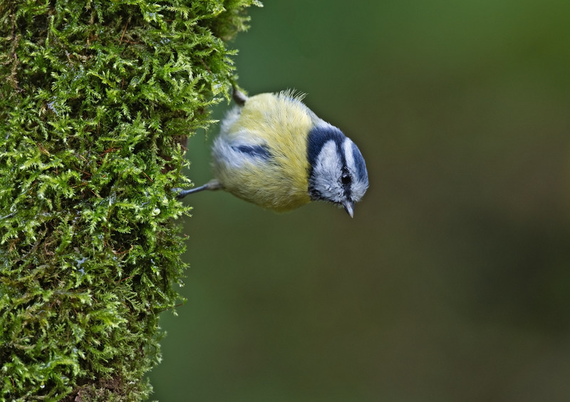 Blue Tit - Cyanistes caeruleus - Hedgerows and Woodland