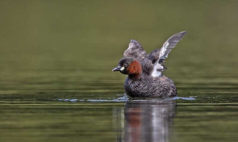 Little Grebe - Tachybaptus ruficollis - Lakes, Streams and Ponds