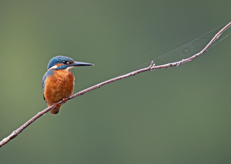 Kingfisher - Alcedo atthis - Lakes, Streams and Ponds