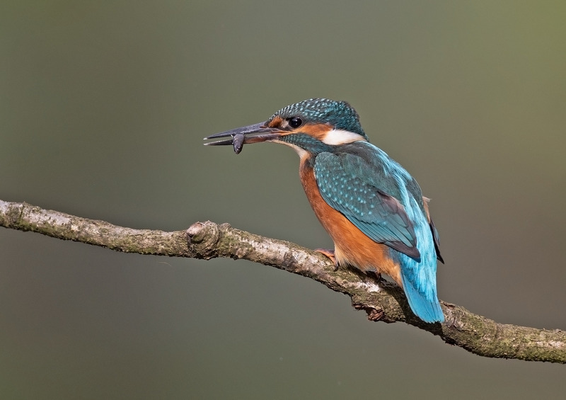 Kingfisher - Alcedo atthis - Lakes, Streams and Ponds