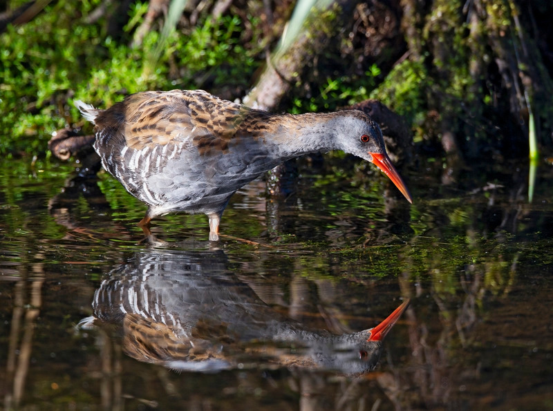 Water Rail -  Rallus aquaticus - Lakes, Streams and Ponds