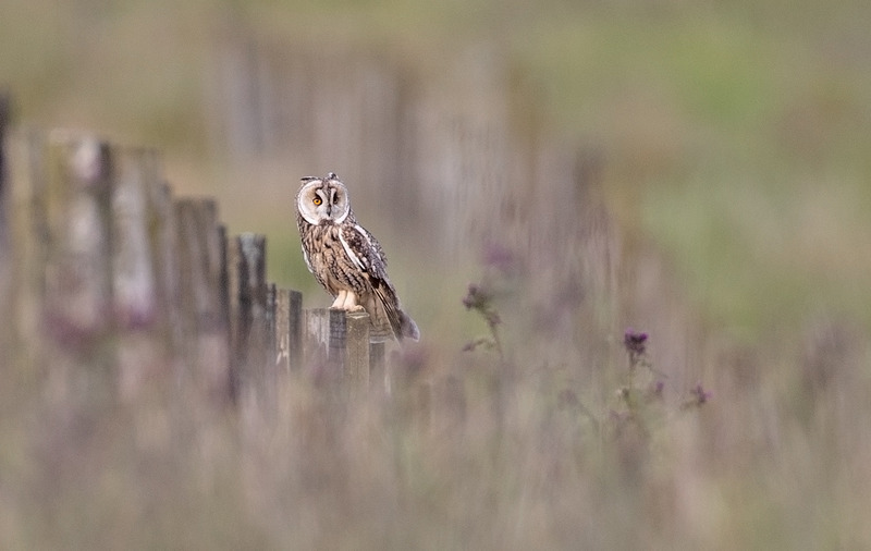 Long-eared Owl Photography