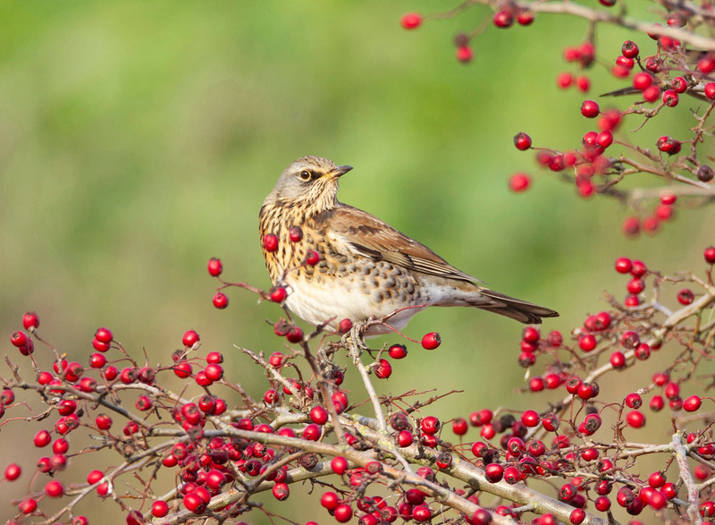 Fieldfare | Frodsham Marsh