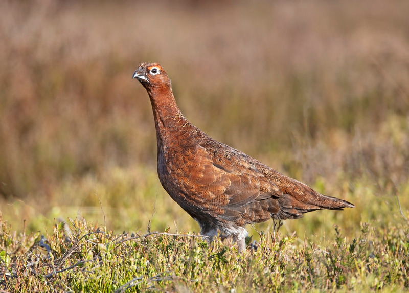 Red Grouse | North Wales