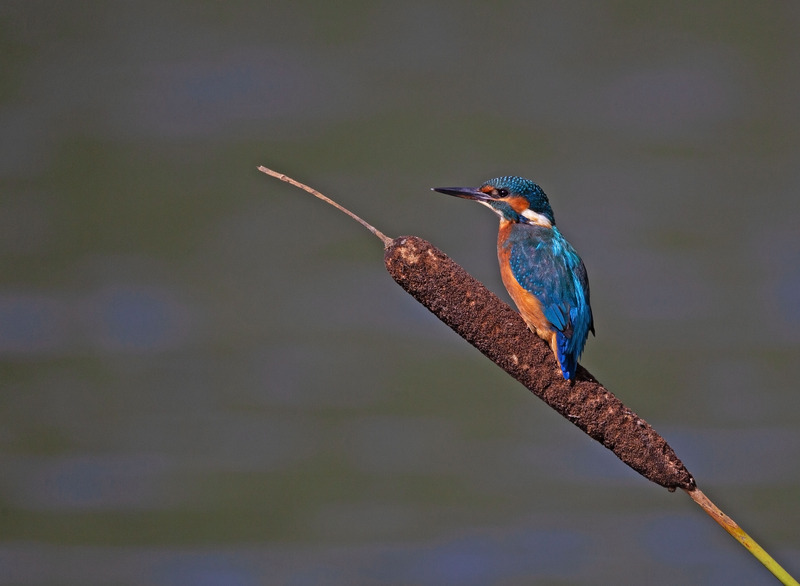 Kingfisher - Alcedo atthis - Lakes, Streams and Ponds