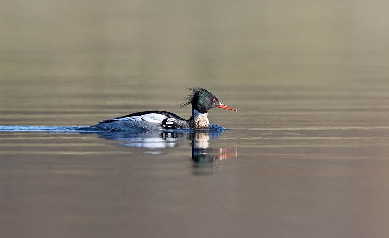 Red Breasted Merganser - Mergus serrator - Ardnamurchan