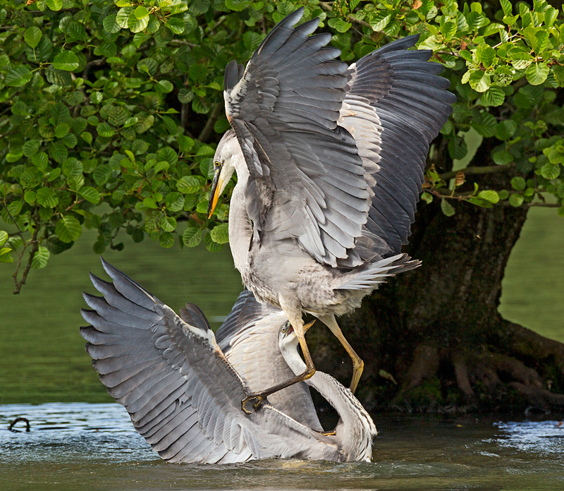 Herons | Moore Nature Reserve