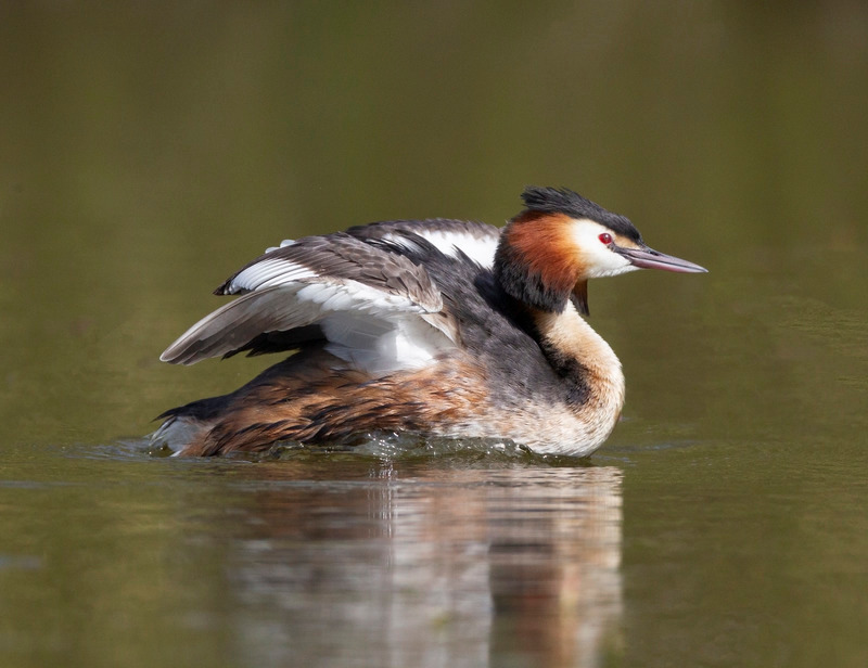 Great Crested Grebe