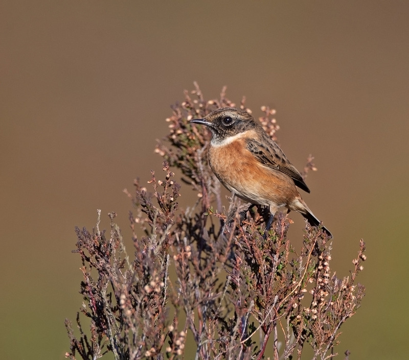 Stonechat - Saxicola rubicola - On the moors