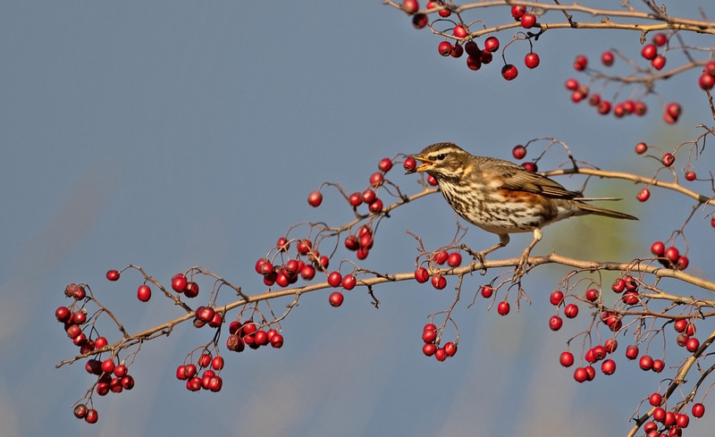 Redwing - Turdus iliacus - Hedgerows and Woodland