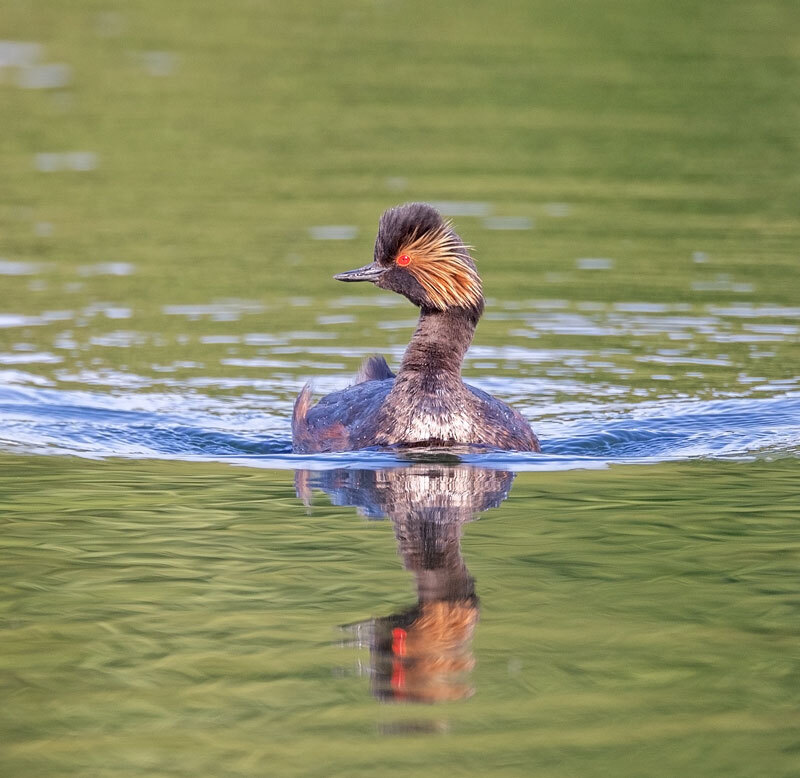 Black-necked Grebe | Moore Nature Reserve