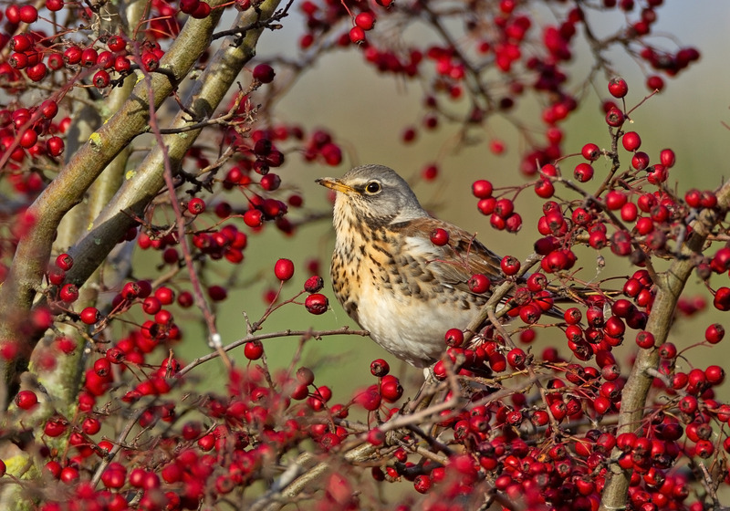 Fieldfare