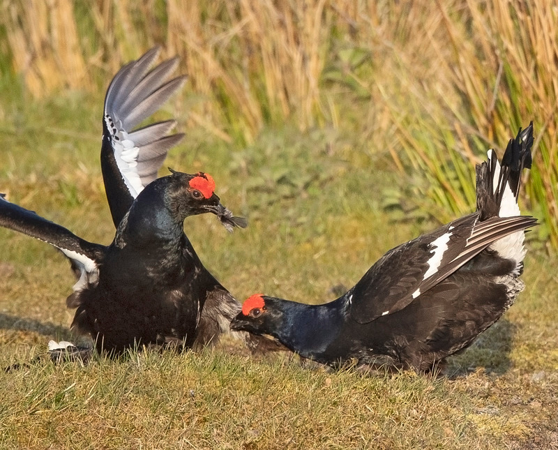 Black Grouse | North Wales