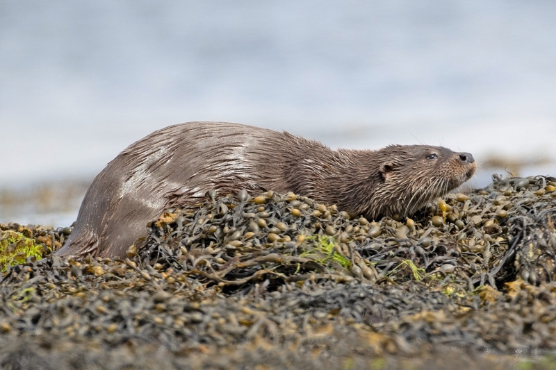 Otter - Lutra lutra - Ardnamurchan