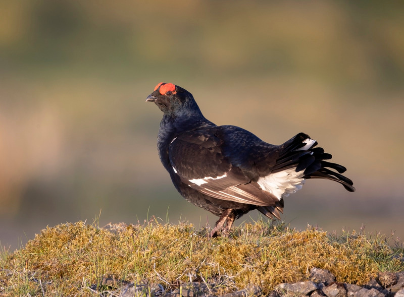 Black Grouse - Tetrao tetrix - On the moors